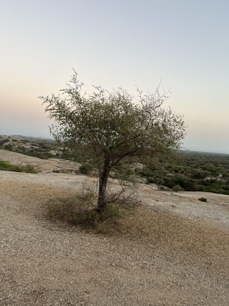 tree in a desert landscape